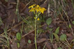 Prairie Ragwort, Packera plattensis