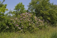 Prairie Rose, Rosa setigera