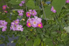 Prairie Rose, Rosa setigera