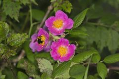 Prairie Rose, Rosa setigera