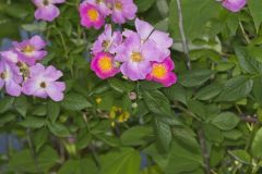 Prairie Rose, Rosa setigera