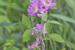 Prairie Rose, Rosa setigera