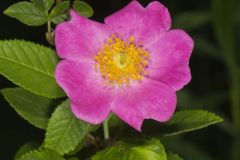 Prairie Rose, Rosa setigera