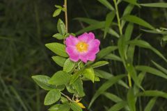 Prairie Rose, Rosa setigera