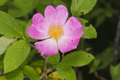 Prairie Rose, Rosa setigera