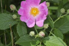 Prairie Rose, Rosa setigera