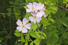 Prairie Rose, Rosa setigera