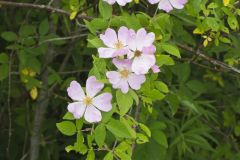 Prairie Rose, Rosa setigera