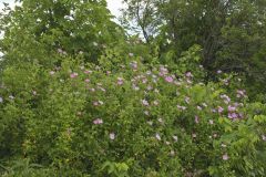 Prairie Rose, Rosa setigera