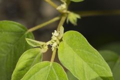 Prairie Tea, Croton monanthogynus