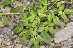 Prairie Tea, Croton monanthogynus