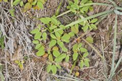 Prairie Tea, Croton monanthogynus