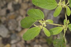 Prairie Tea, Croton monanthogynus