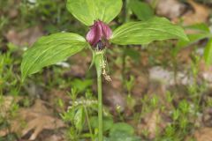 Prairie Trillium, Trillium recurvatum