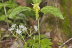 Prairie Trillium, Trillium recurvatum