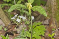 Prairie Trillium, Trillium recurvatum