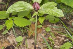 Prairie Trillium, Trillium recurvatum