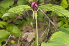 Prairie Trillium, Trillium recurvatum