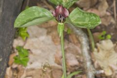 Prairie Trillium, Trillium recurvatum