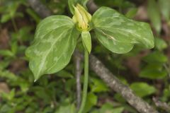 Prairie Trillium, Trillium recurvatum