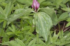 Prairie Trillium, Trillium recurvatum