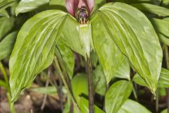 Prairie Trillium, Trillium recurvatum