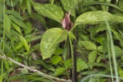 Prairie Trillium, Trillium recurvatum