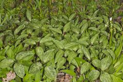 Prairie Trillium, Trillium recurvatum