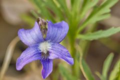 Prairie Violet, Viola pedatifida