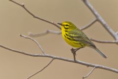 Prairie Warbler, Setophaga discolor