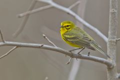 Prairie Warbler, Setophaga discolor