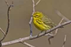 Prairie Warbler, Setophaga discolor