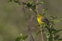 Prairie Warbler, Setophaga discolor