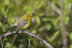 Prairie Warbler, Setophaga discolor