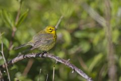 Prairie Warbler, Setophaga discolor