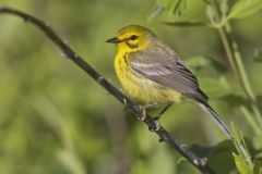 Prairie Warbler, Setophaga discolor