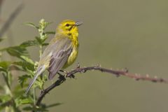 Prairie Warbler, Setophaga discolor