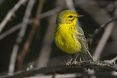 Prairie Warbler, Setophaga discolor