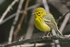 Prairie Warbler, Setophaga discolor