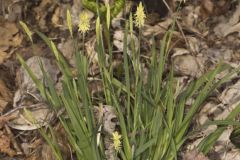 Pretty Sedge, Carex Woodii