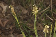 Pretty Sedge, Carex Woodii