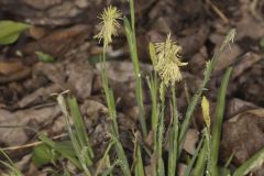 Pretty Sedge, Carex Woodii