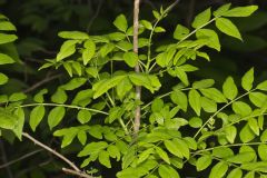 Prickly Ash, Zanthoxylum americanum