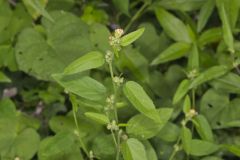 Prickly Fanpetals, Sida Spinosa