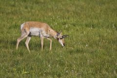 Pronghorn, Antilocapra americana