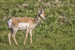 Pronghorn, Antilocapra americana