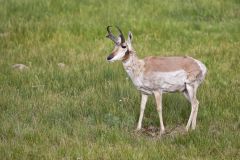 Pronghorn, Antilocapra americana