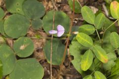 Prostrate Ticktrefoil, Desmodium rotundifolium