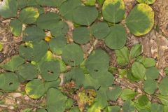 Prostrate Ticktrefoil, Desmodium rotundifolium