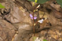 Prostrate Ticktrefoil, Desmodium rotundifolium